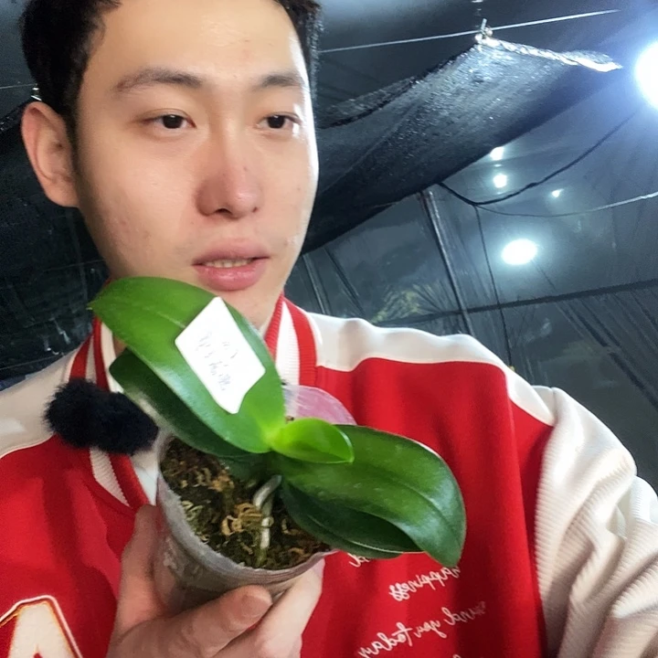 无花朵夏日黑莓蝴蝶兰