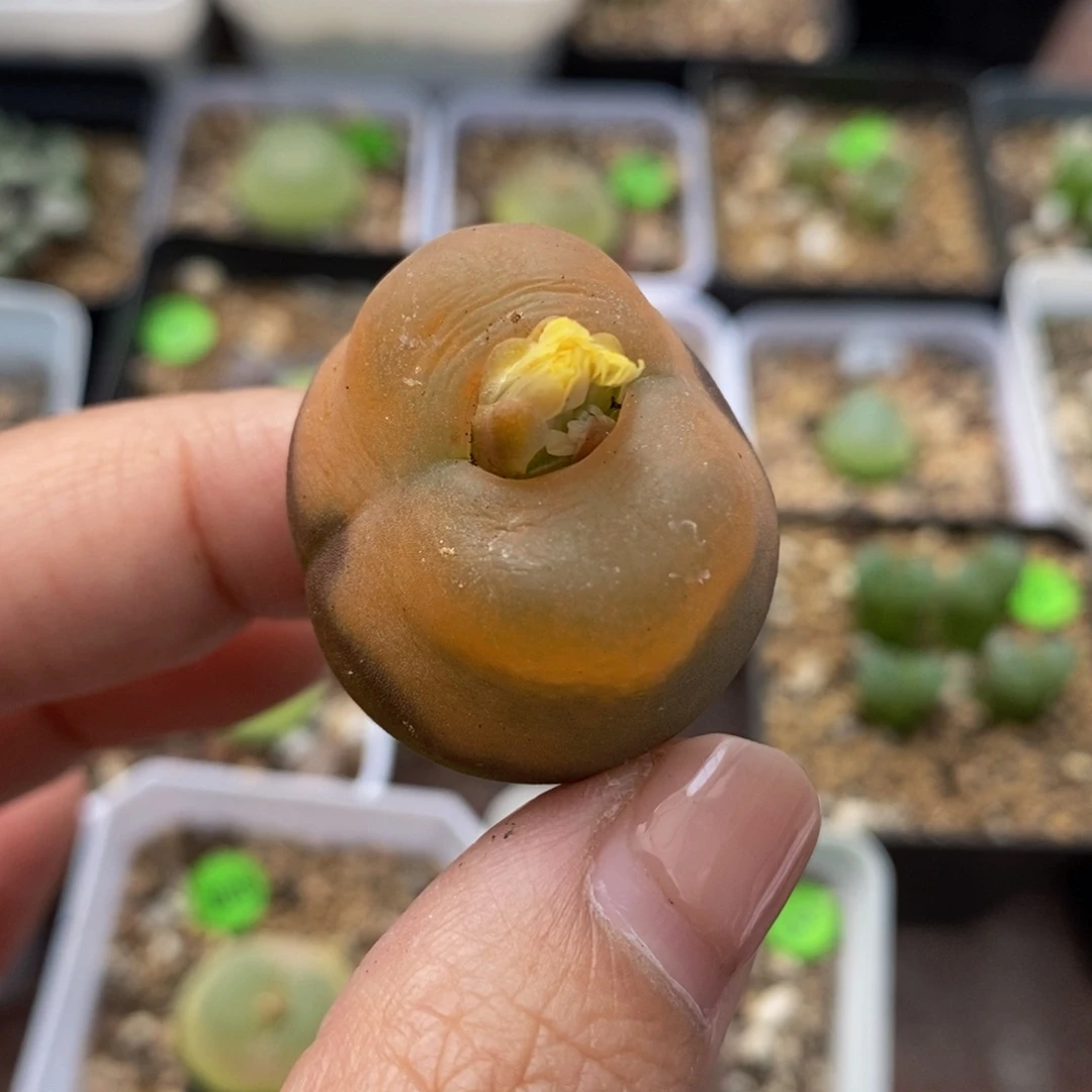 2.9cm多肉多肉植物100