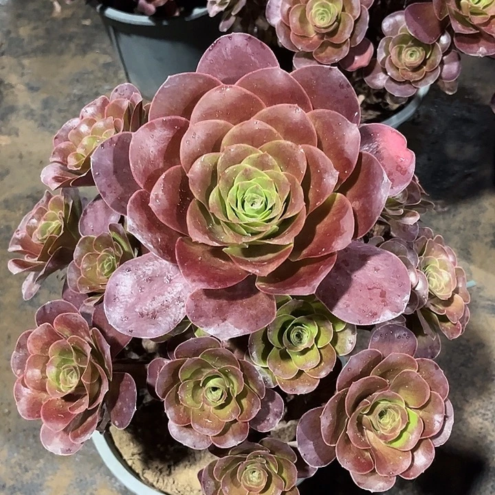 多肉植物瑰金玫瑰121号