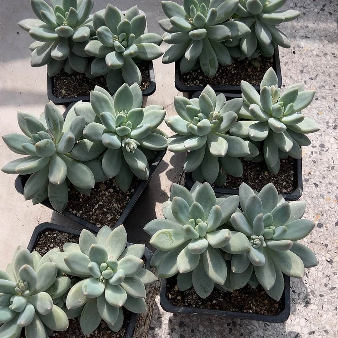 【闪购商品】哥特大双