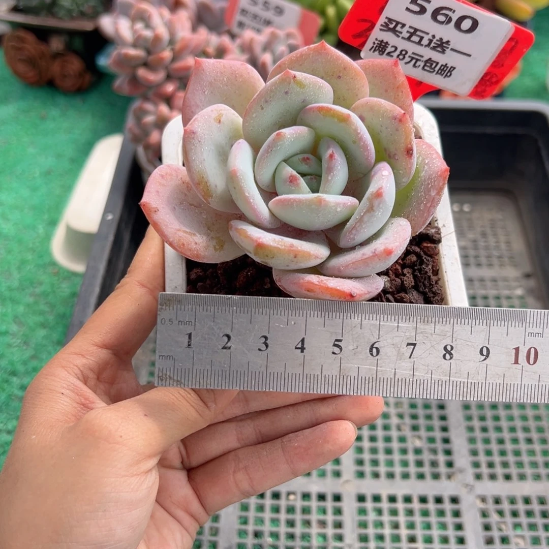 表妹精品多肉植物560.