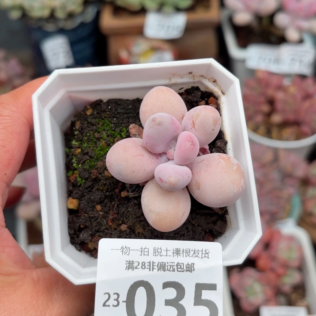 桃蛋单头多肉多肉