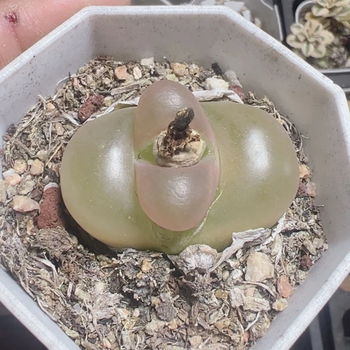 毛汉尼精品多肉植物