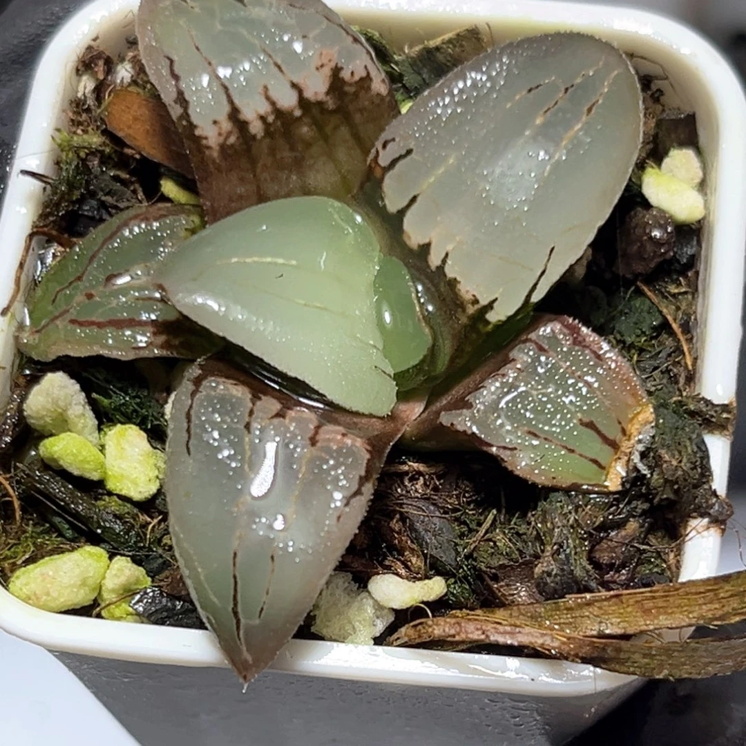 恭喜发财大吉大利4535