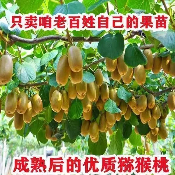 猕猴桃树苗公母同株明年结果盆栽阳台地栽庭院地栽爬藤南北方种植