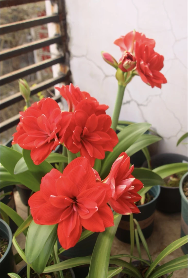 蒂卡帝国自然球重瓣朱顶红种球四季开花耐寒清香室内阳台盆栽花卉
