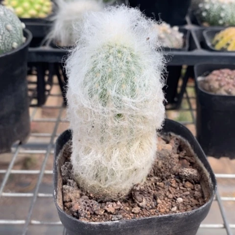 白毛老乐4仙人球