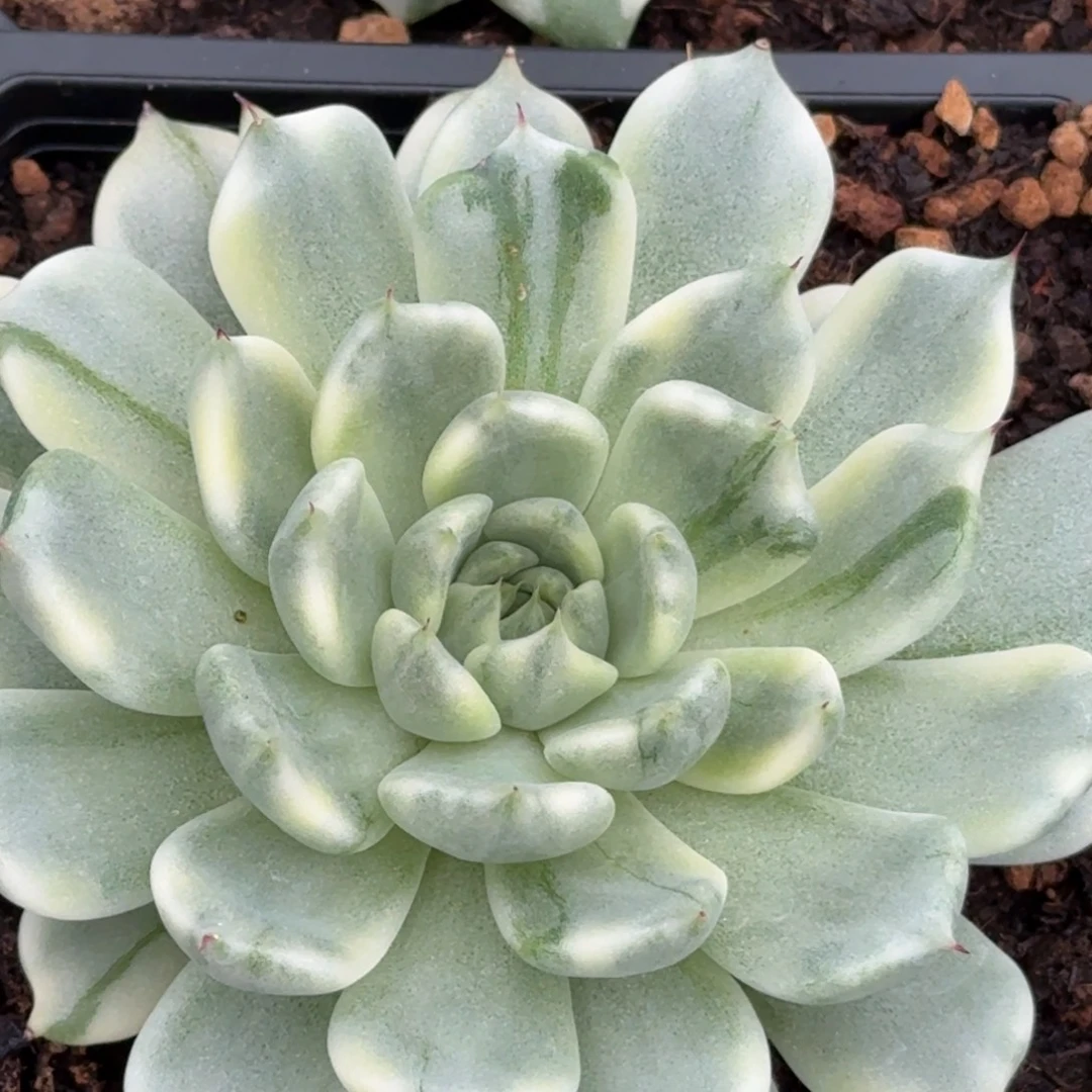 念妖奴 安吉园艺锦