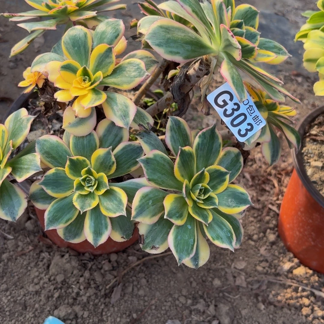 303多肉植物捧花的时候