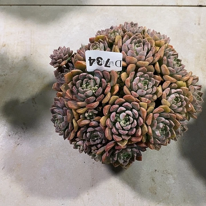 小***哒734小红粉多肉植物多肉