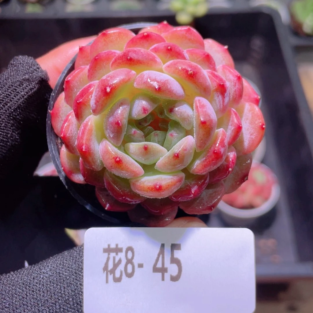 花利美 8-45新品