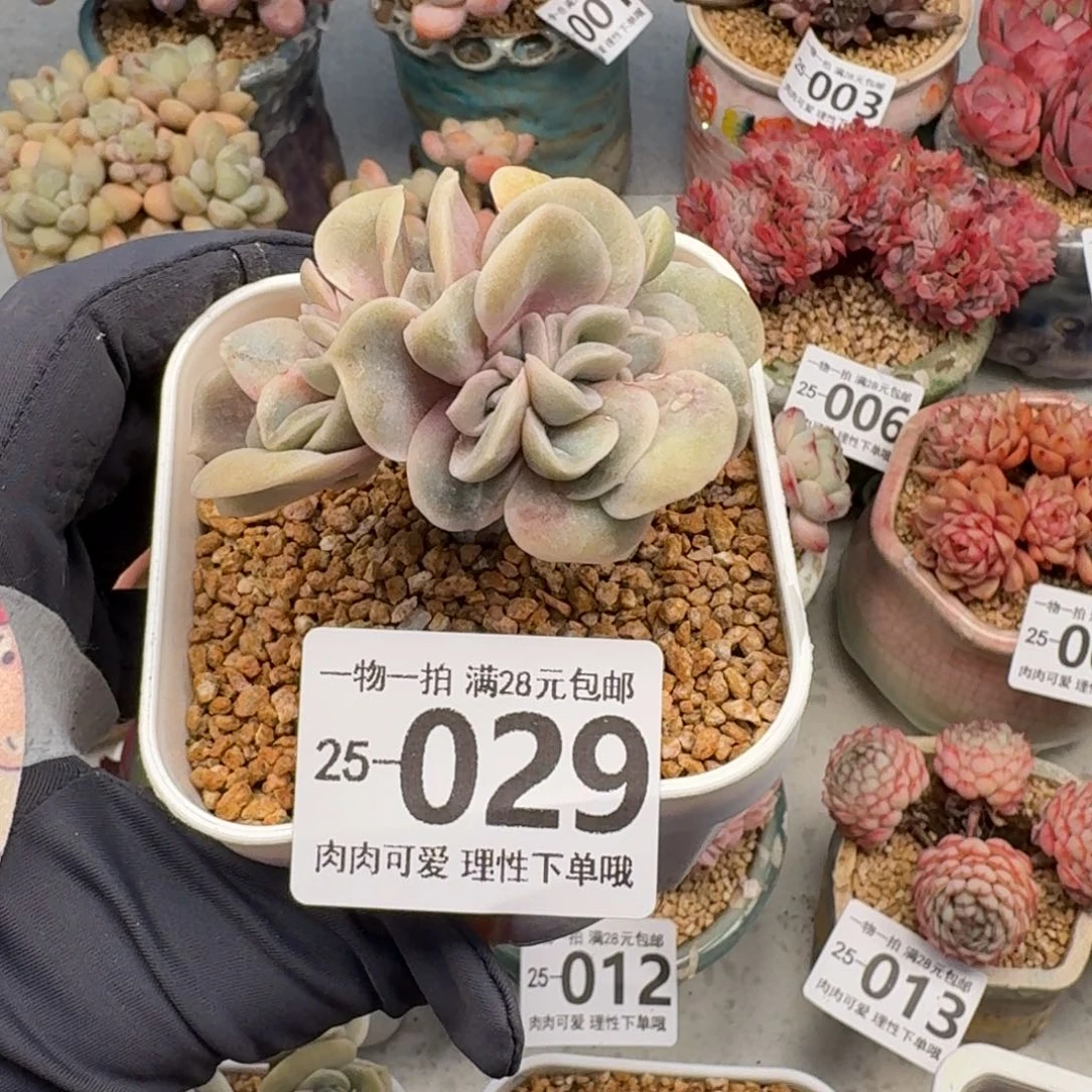 可爱玫瑰缀无盆土发货