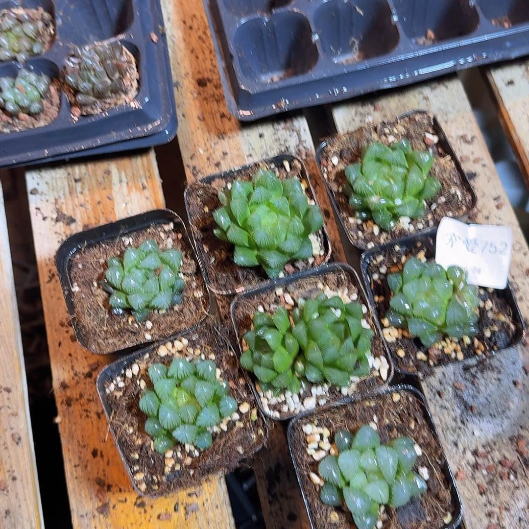 直播福利一物一拍752