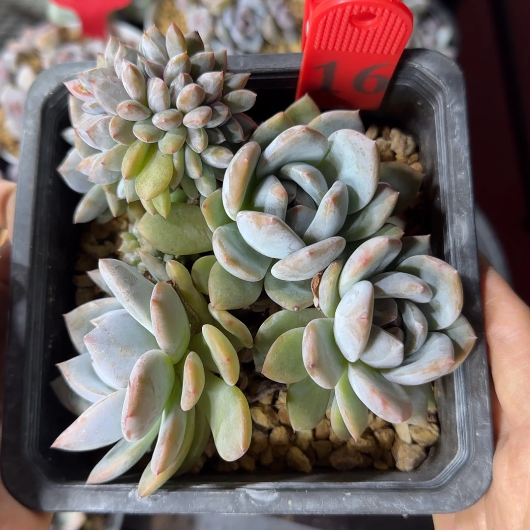 星影缀化一物一拍16