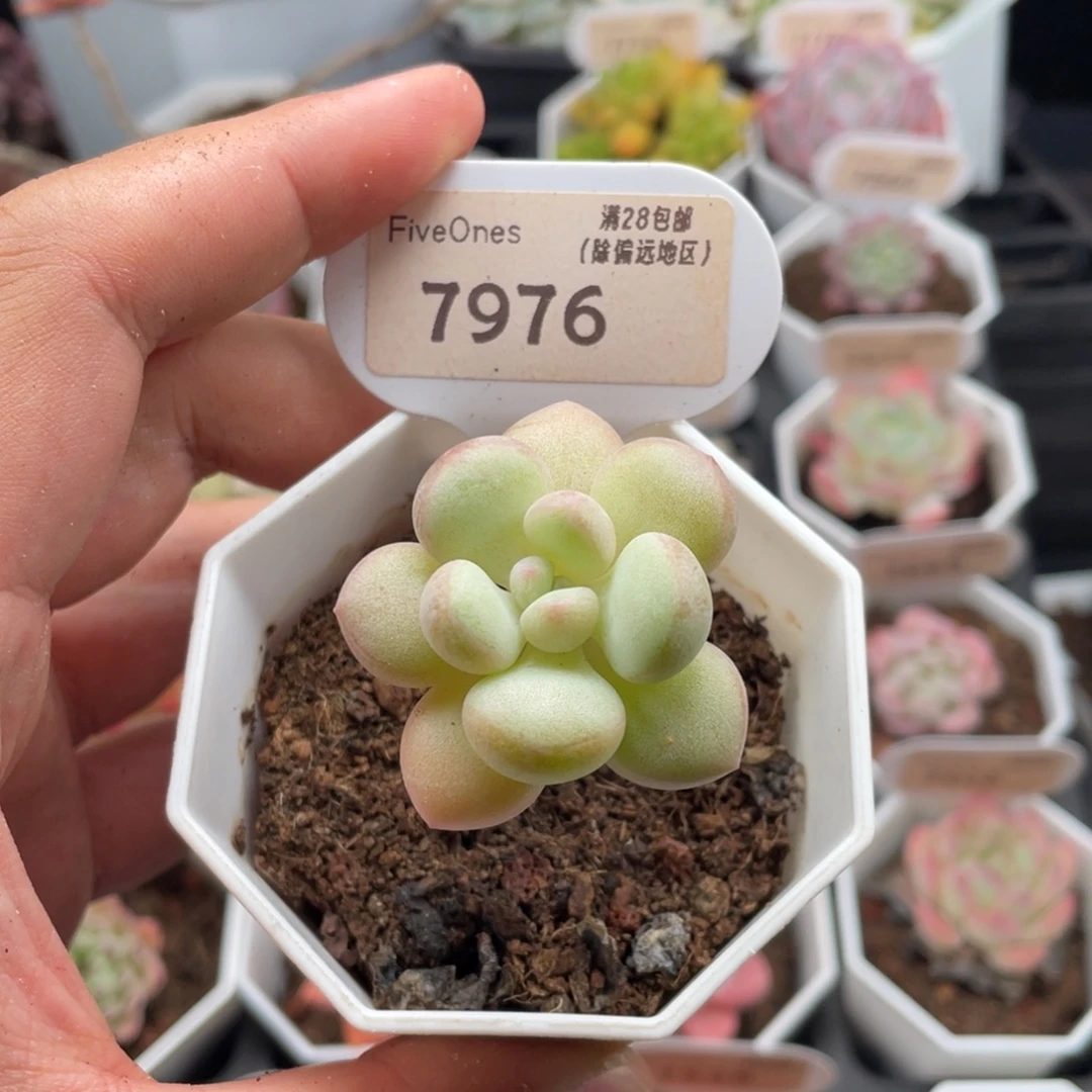 泡泡糖7976-4厘米