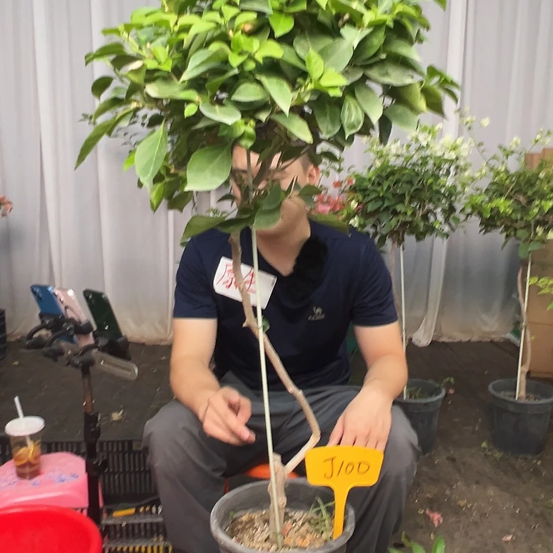 大***大当前无花栽培后可以开花J100佩德罗