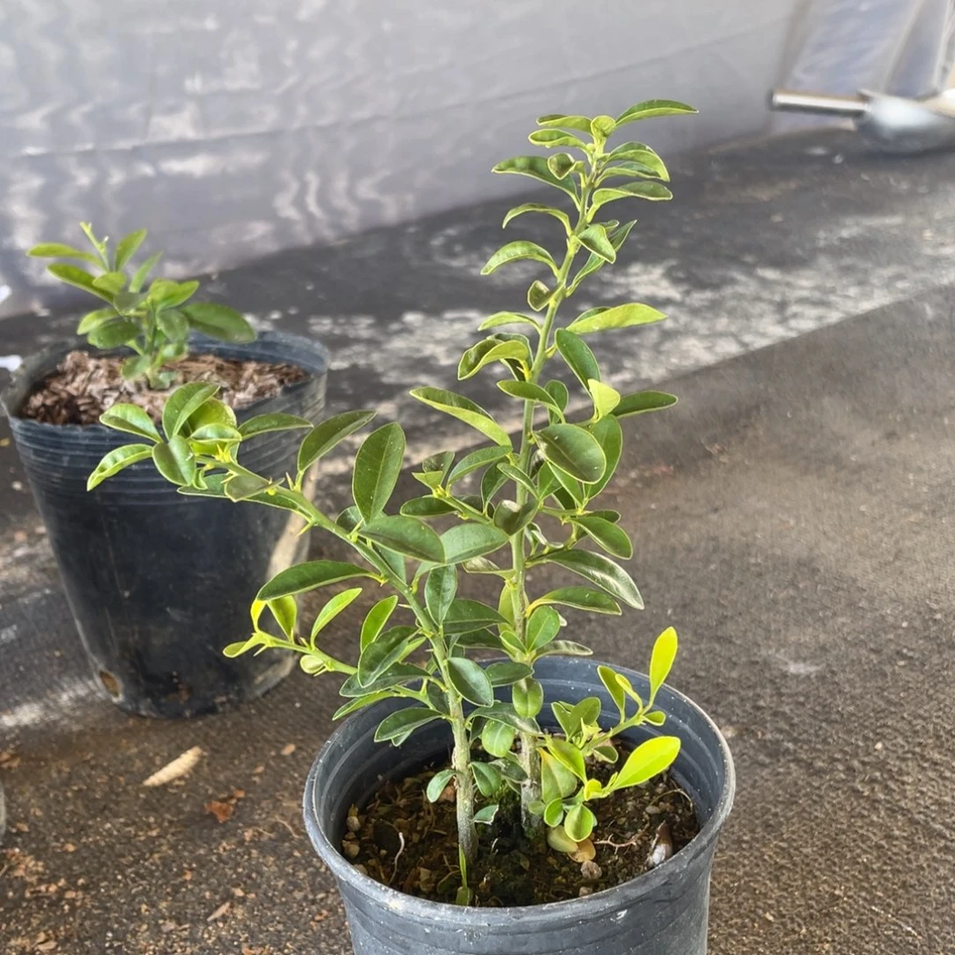 当前无花朵，栽培后可花朵