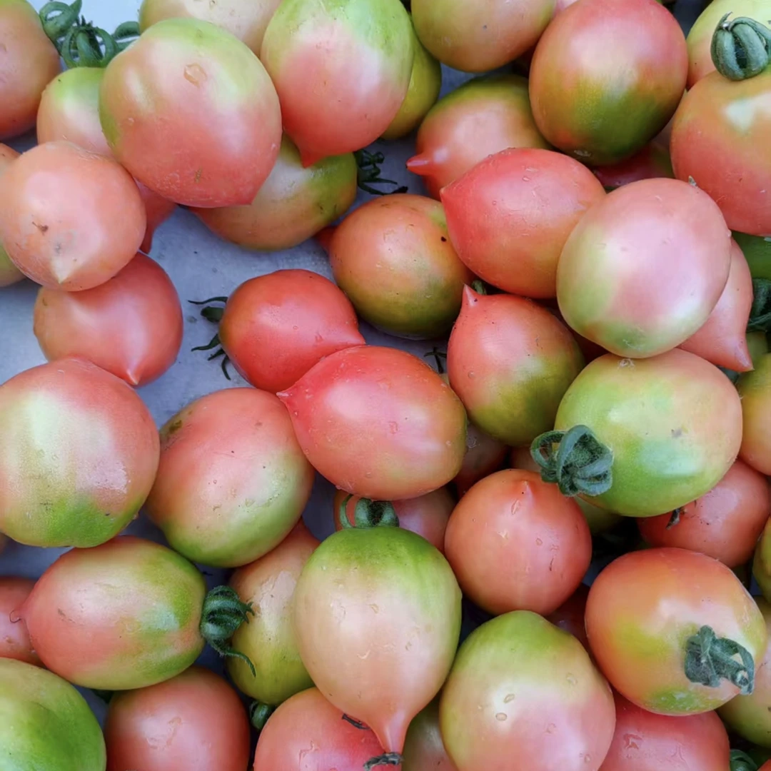 东北榆树小仙桃柿子3斤4.5斤包邮农家灯泡柿子鸡心柿子