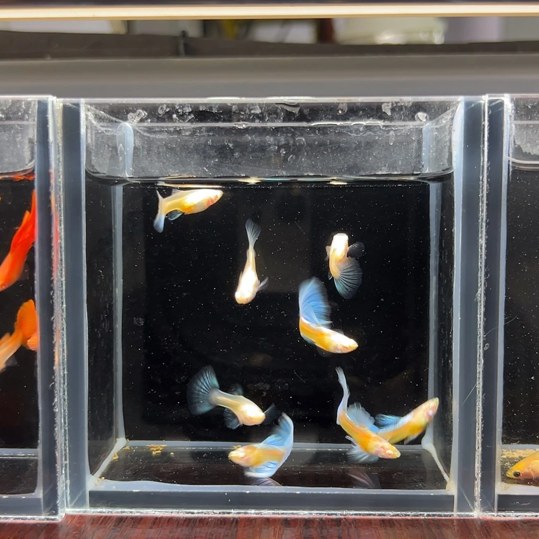 孔雀鱼蓝白半月尾4对
