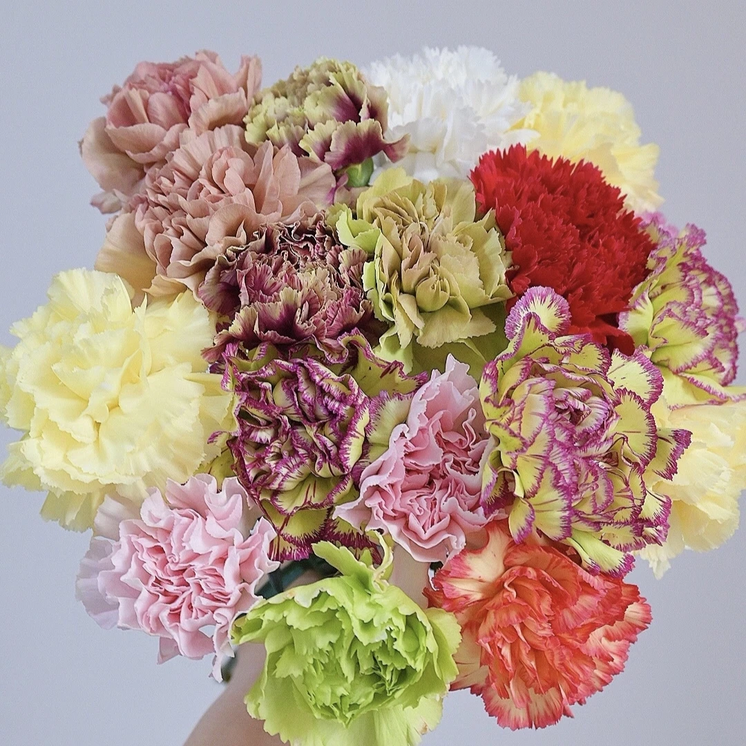 鲜花 20支伊人单头康乃馨 鲜花批发不售后介意勿拍