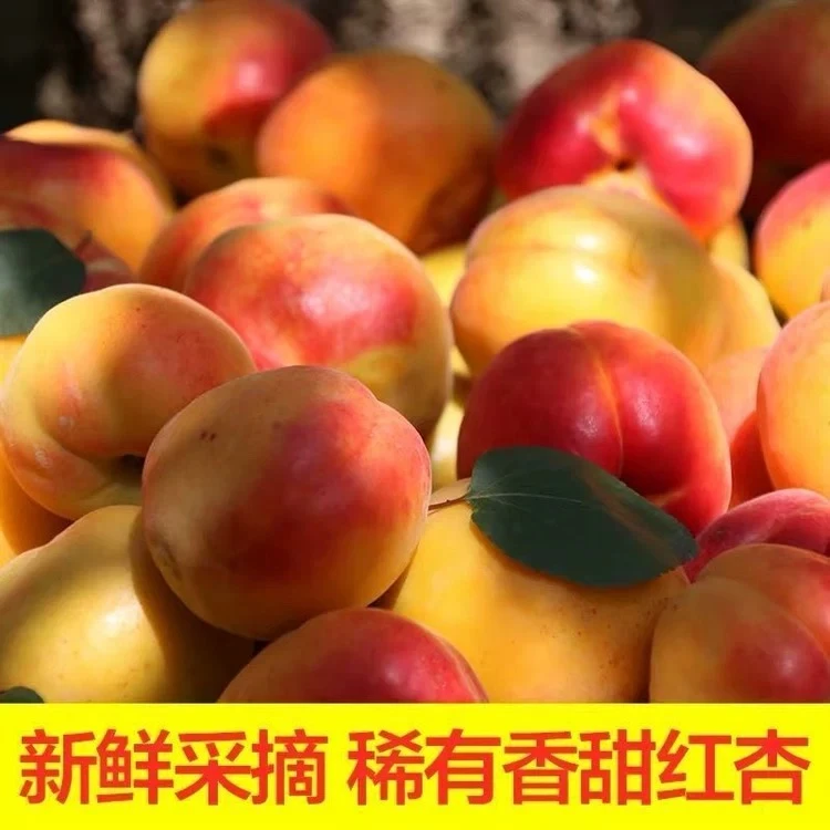 【现摘现发】陕西胭脂贵妃红杏新鲜采摘产地直发香甜可口应季鲜果