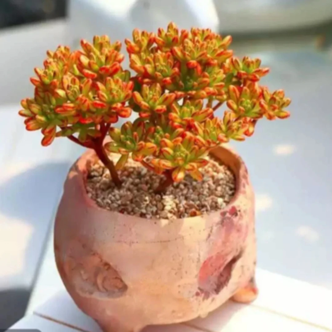 【满9.9包邮】小人祭6.5cm盆多肉植物以直播间展示为主