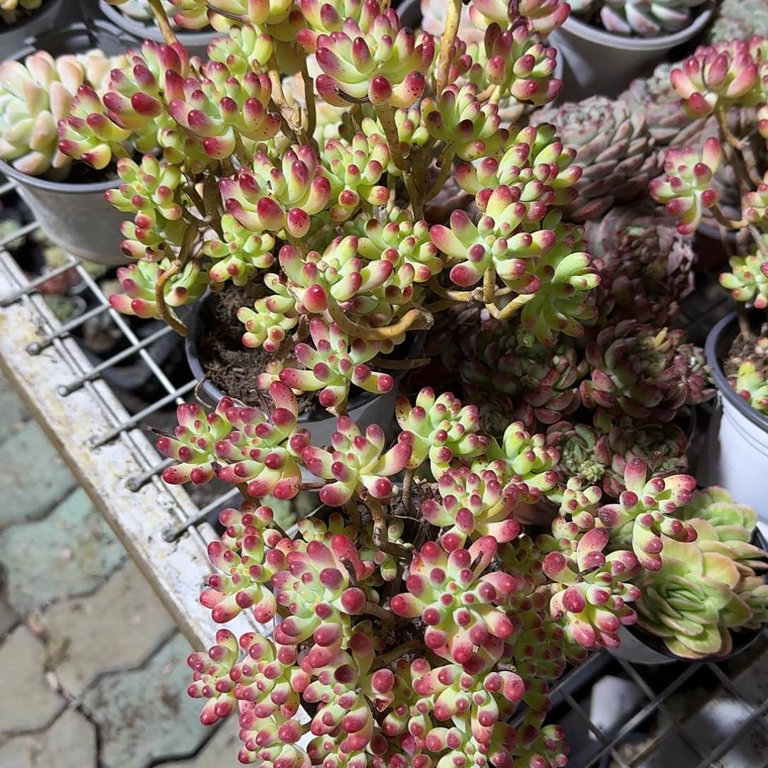 开****天两颗果冻乙女心多肉植物