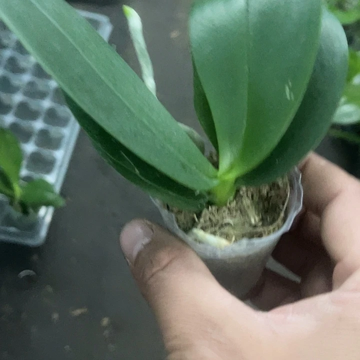当前无花栽培后可以开花2212-B