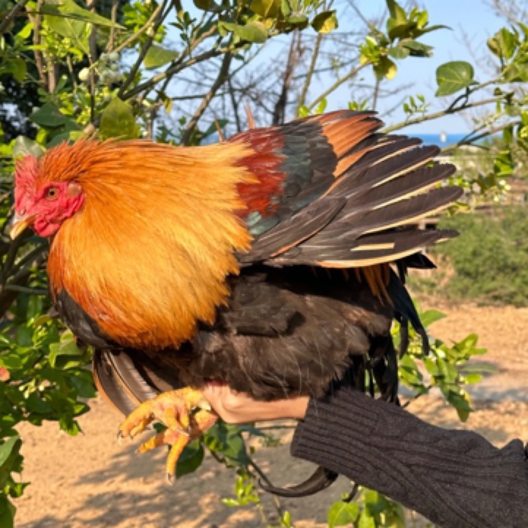 310天清远大扇鸡，6.5斤毛重一只