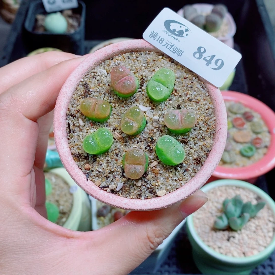 生石花花花花花849
