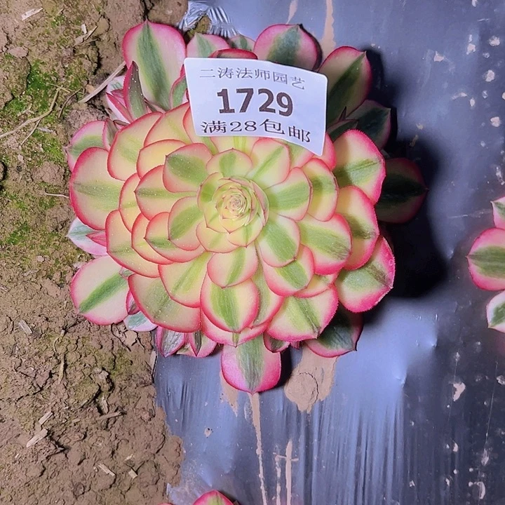1729倾城多肉植物2号