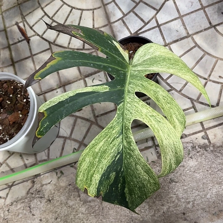 啊***a无花朵S6泰版薄荷单叶福利