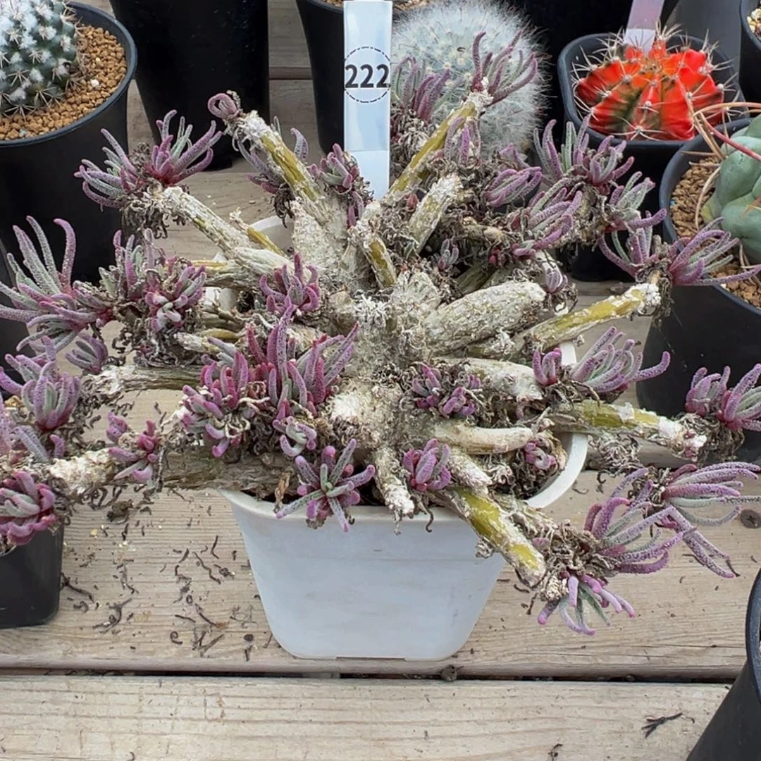 222实生根天赐多肉植物带盆土