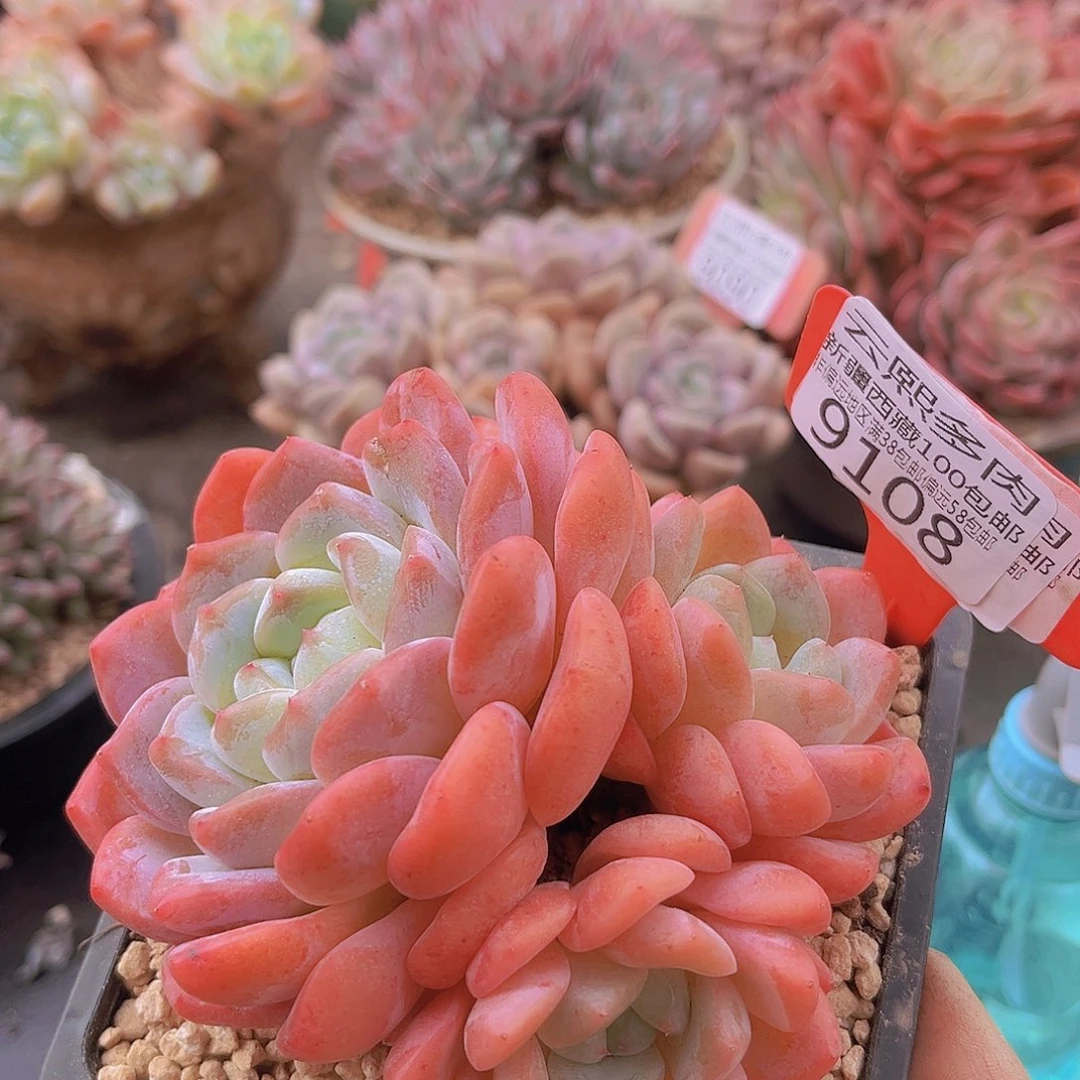 9108粉钻石多肉植物