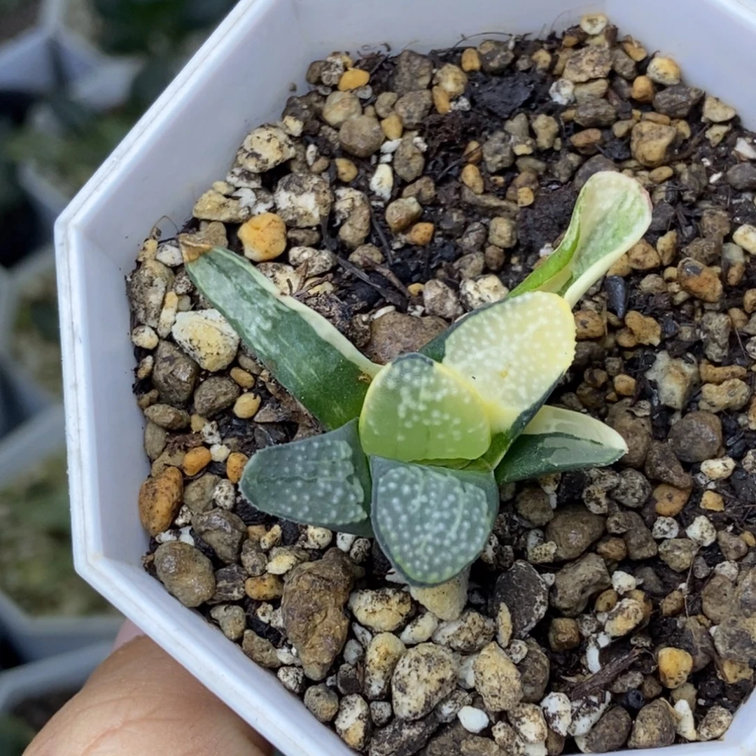 特价点点锦一物一拍