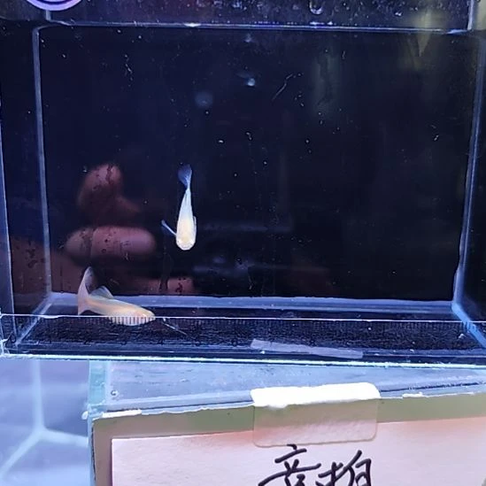 孔雀鱼24金粉世家一对