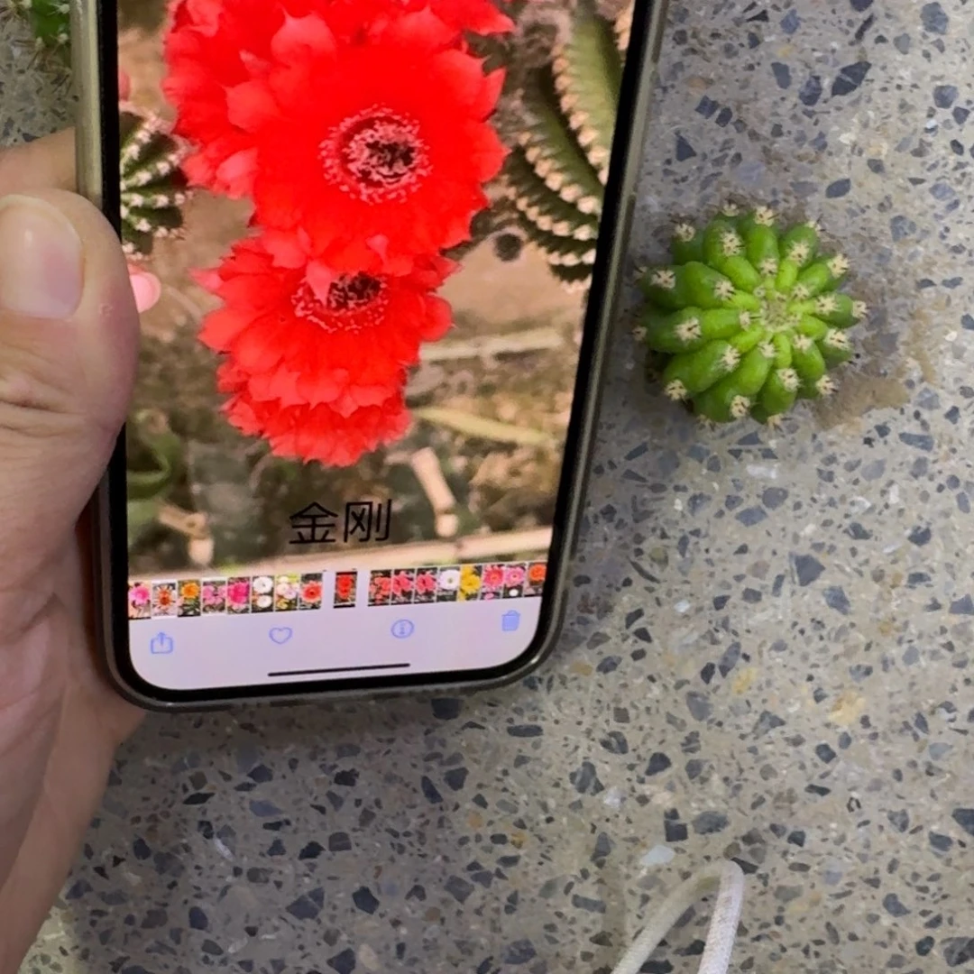 262金刚14歪无根侧牙4公分左右，20包邮