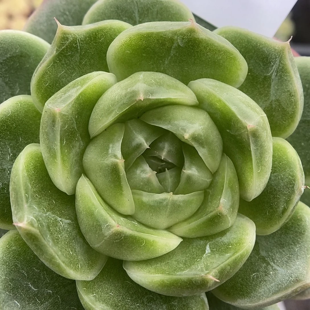 一物一拍一物一拍925-150
