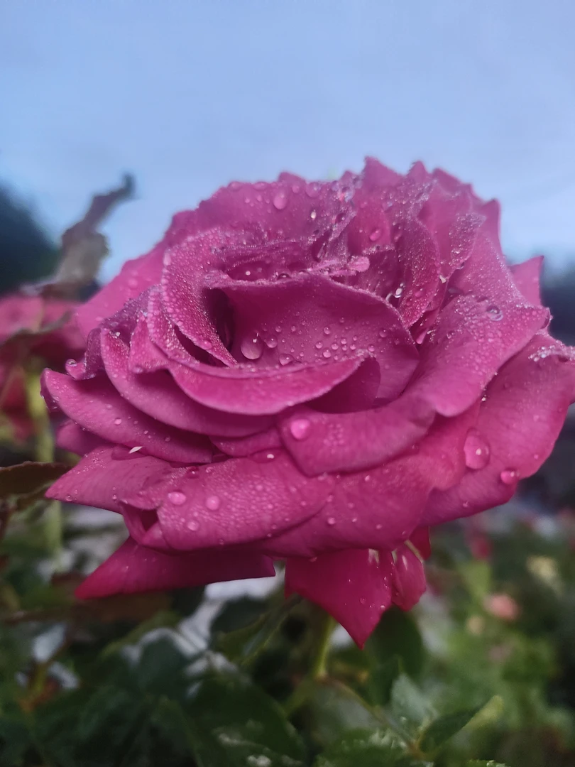 S18中大苗【 芳香爱人】大花灌木大花 品种月季花大花月季花苗