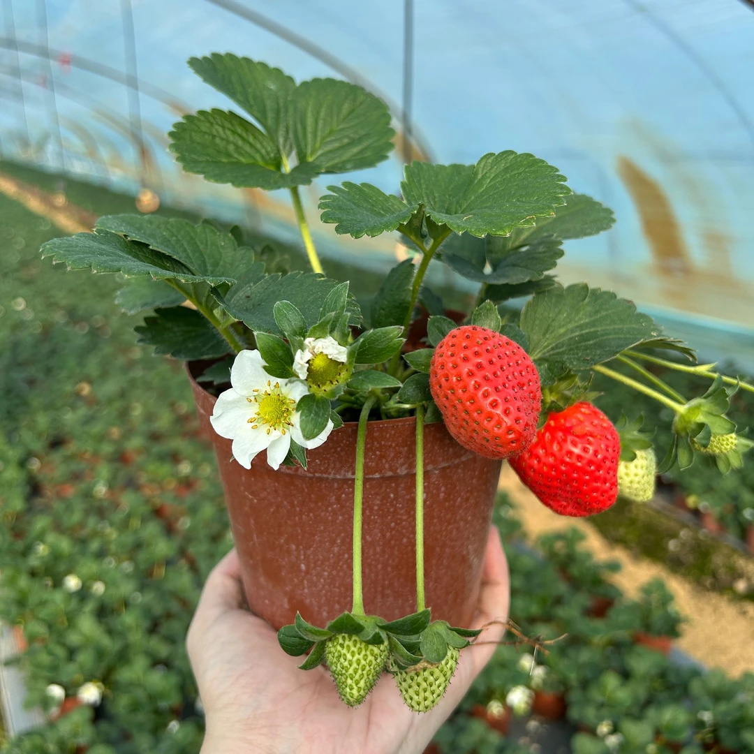 【原土原盆】草莓苗盆栽红颜奶油直销加仑盆阳台室内室外南北方种植