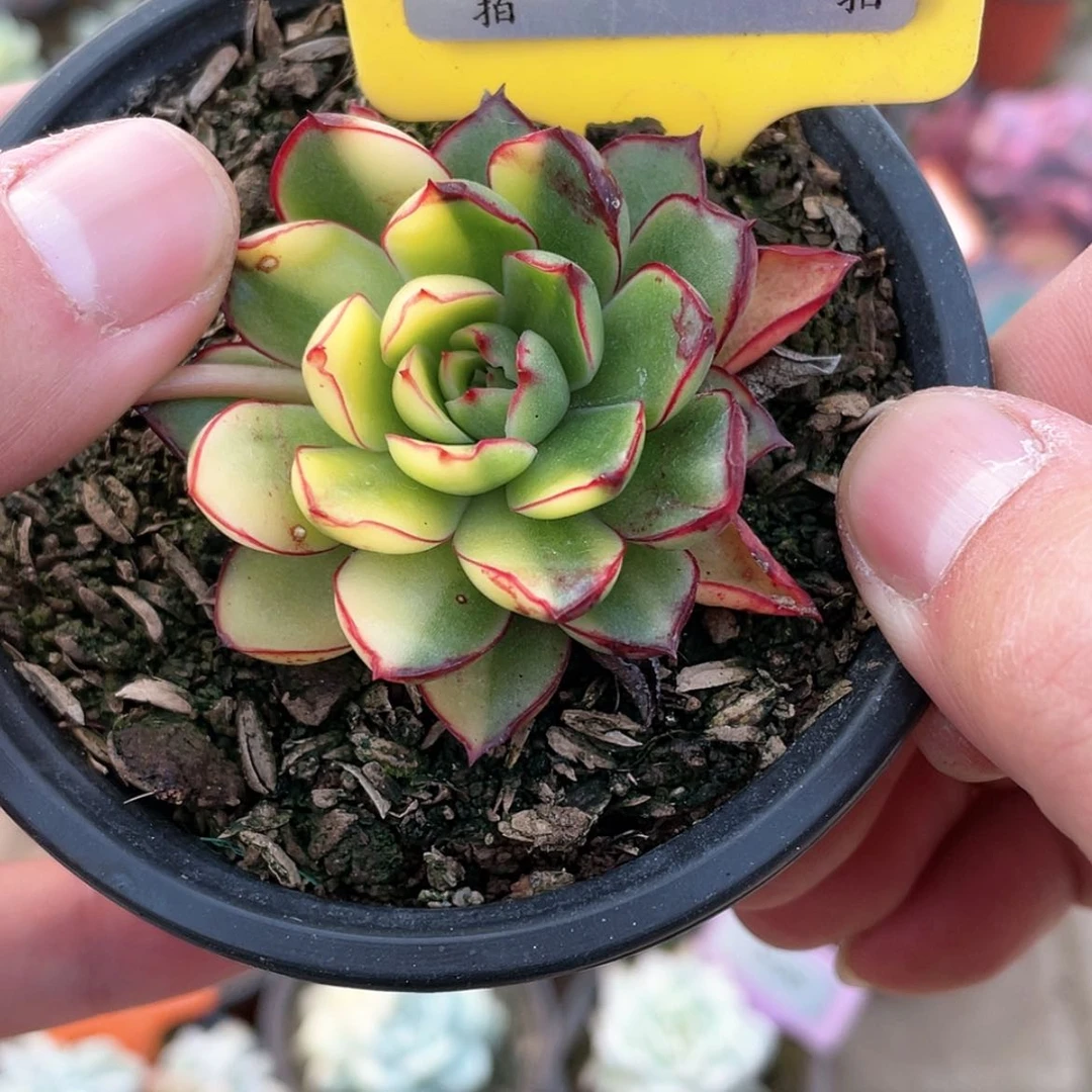 【闪购商品】860号