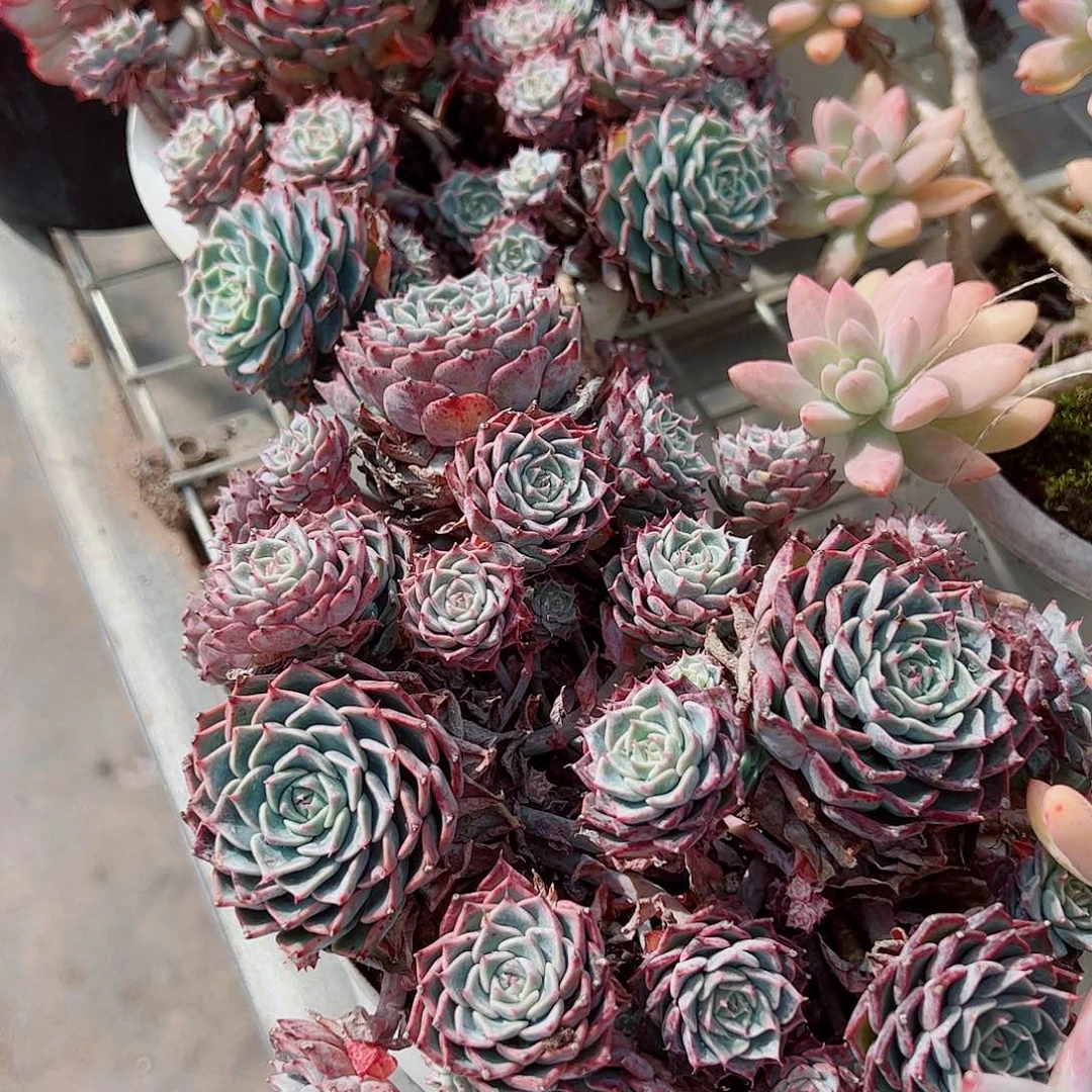 海滨格瑞带盆土精品特价