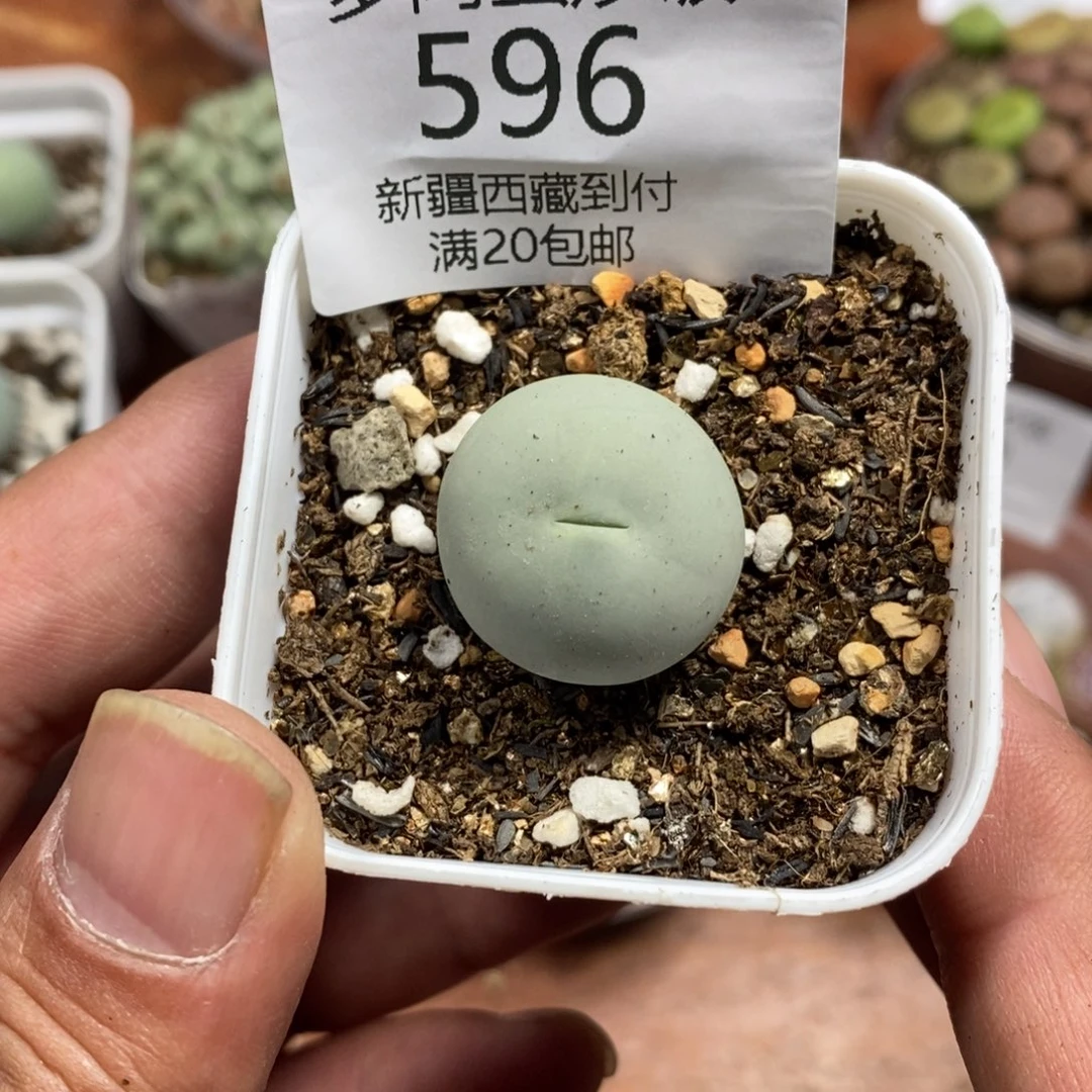 多肉蛋炒饭感谢您相伴596