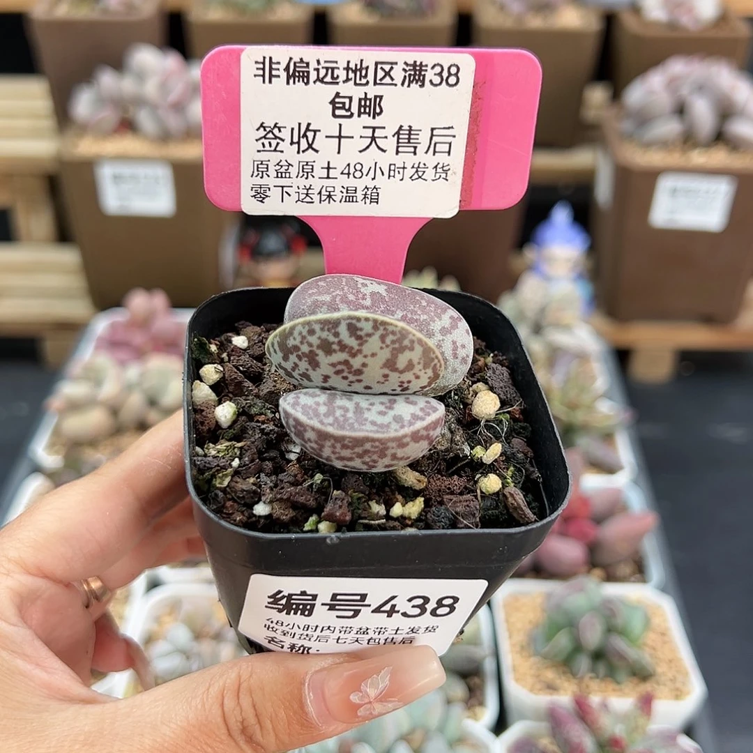肖*438花旦多肉植物