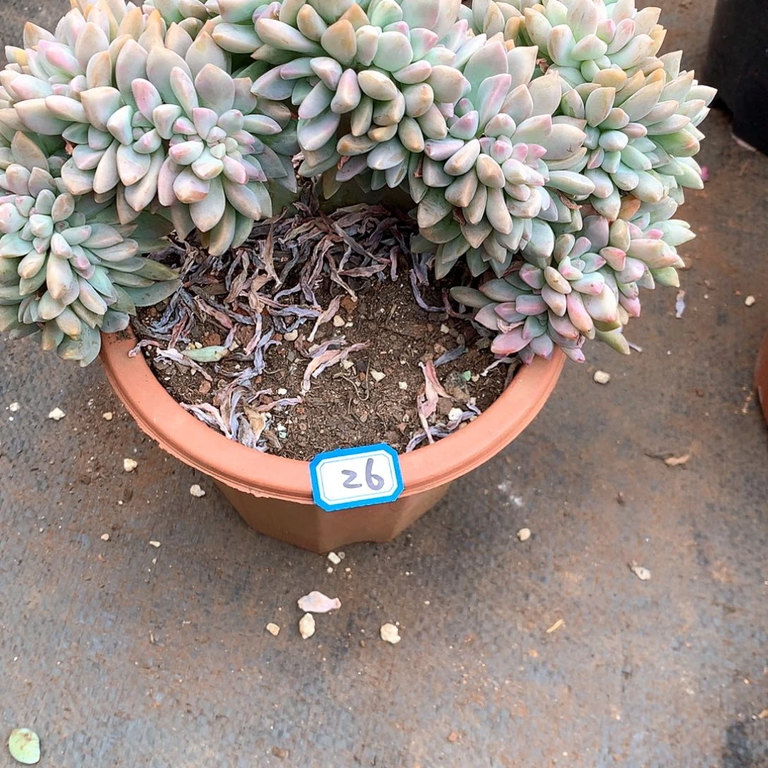 26淡雪缀一物一拍多肉