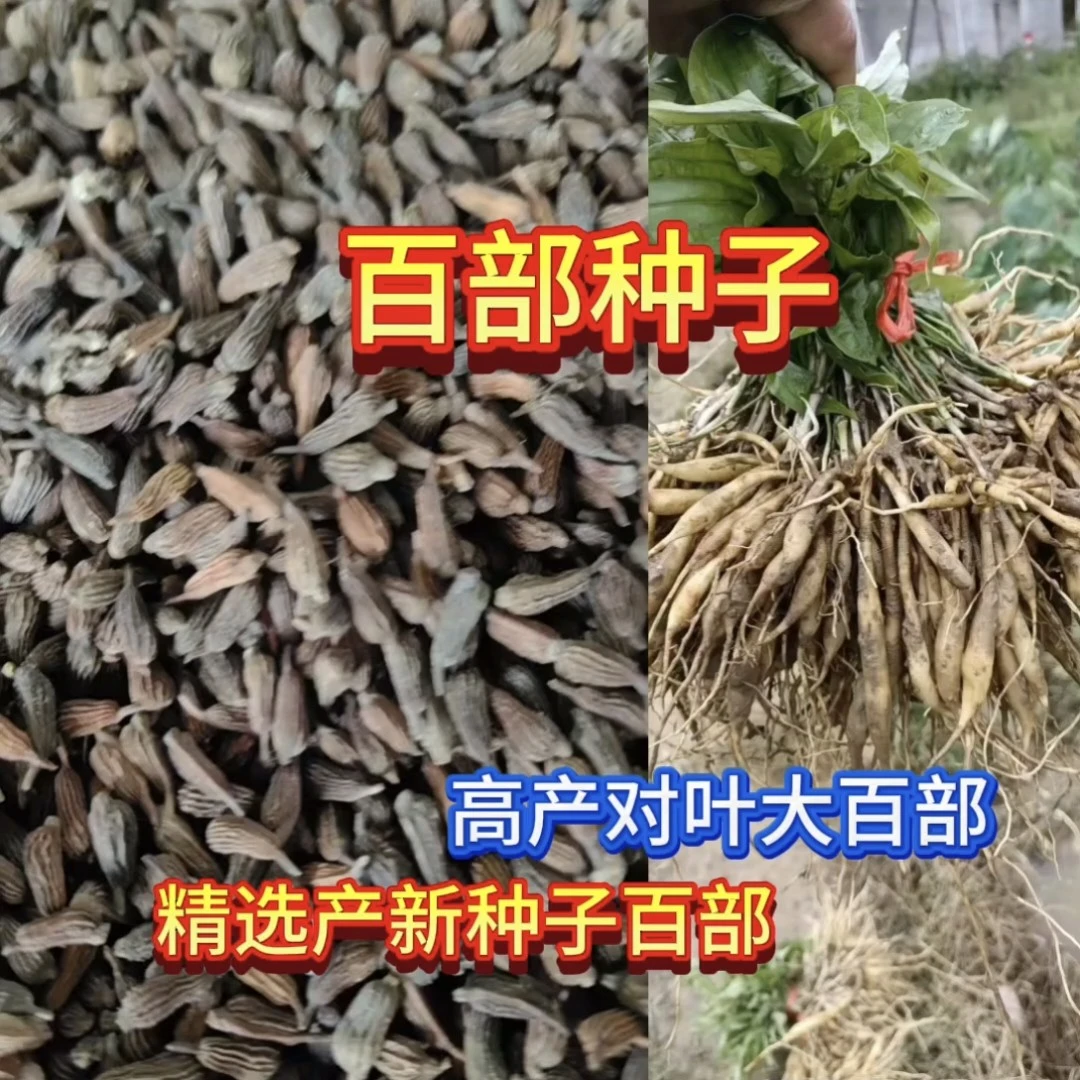 新鲜正宗百步部种子对叶大百部净种子中药材种子批发