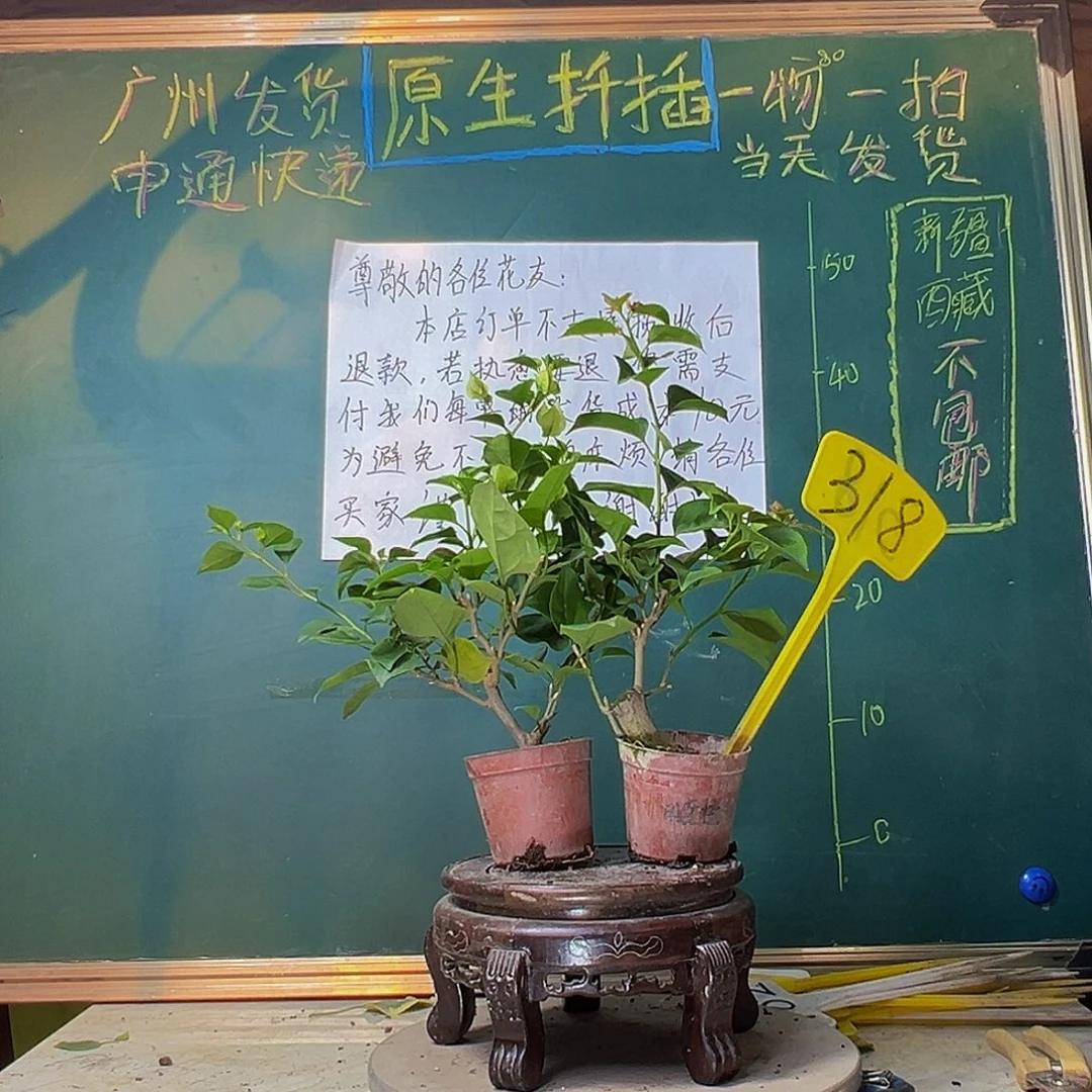 当前无花栽培后可以开花绿樱掌中宝 柠檬黄掌中宝318