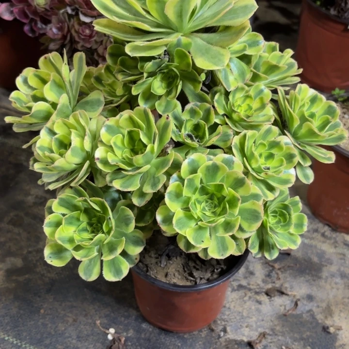 瑞妈多肉园艺997×