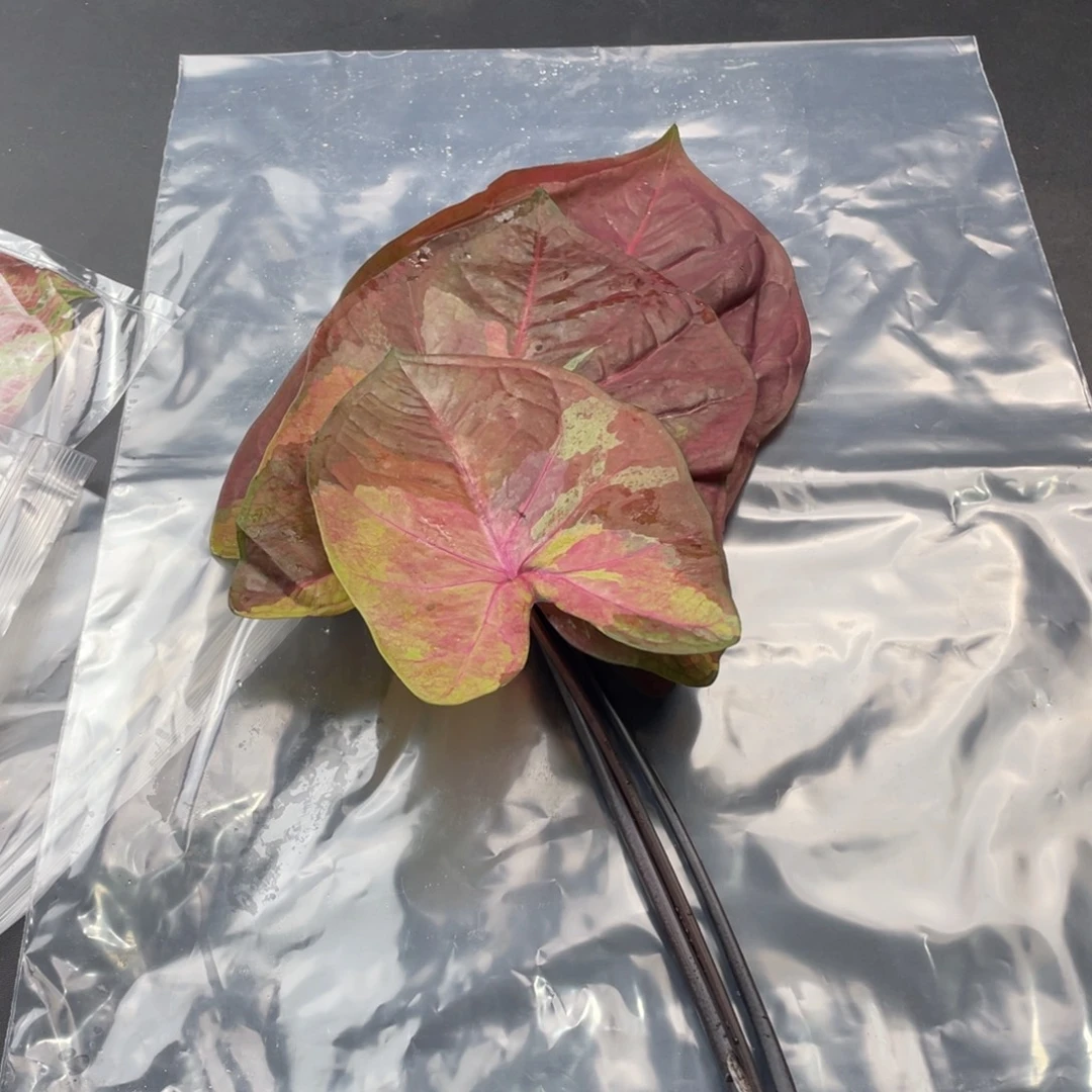 无花朵Q075晨曦袋装