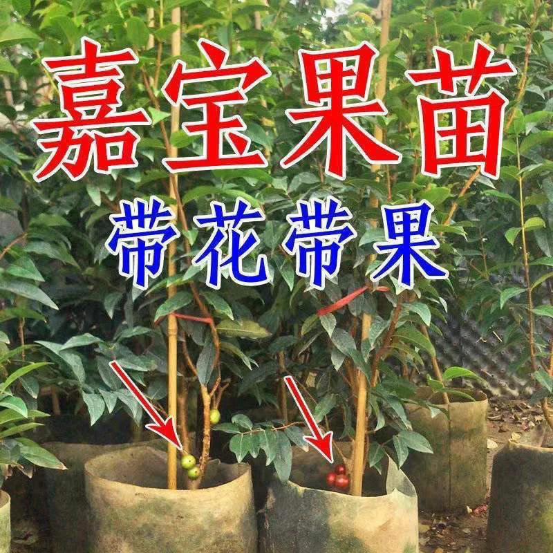 嘉宝果黄花梨猴面包树树苗果苗四季面包可种南北方适合种植果树